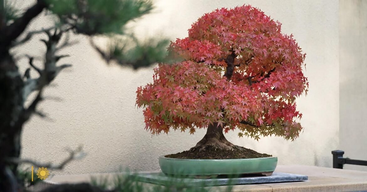 Bonsai: A miniature display of fall foliage