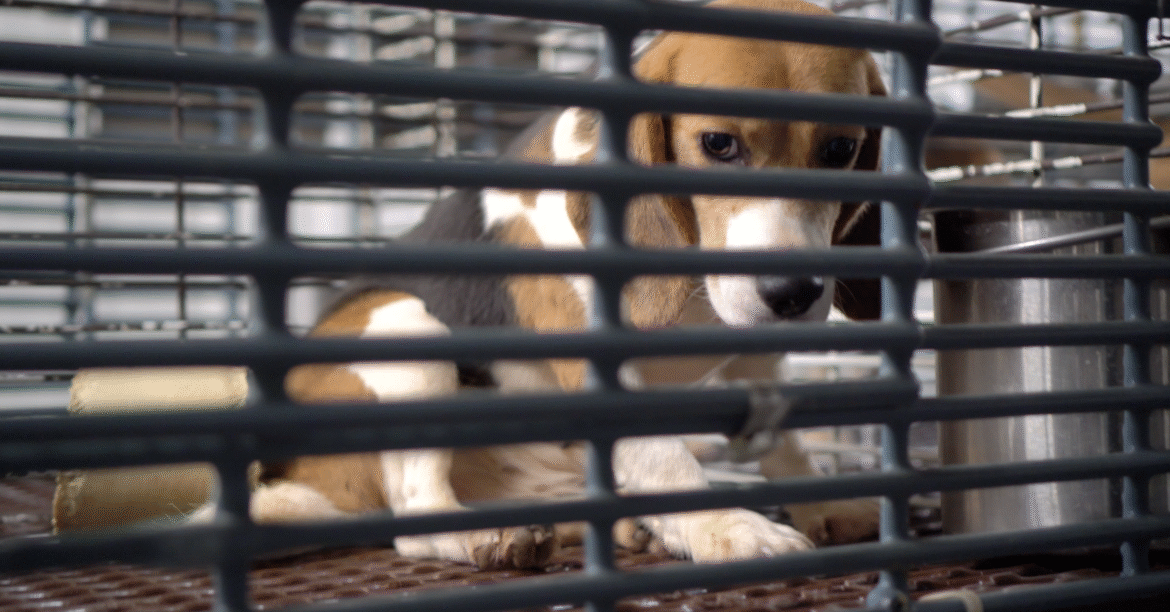 Dog experimentation in the US may be coming to an end