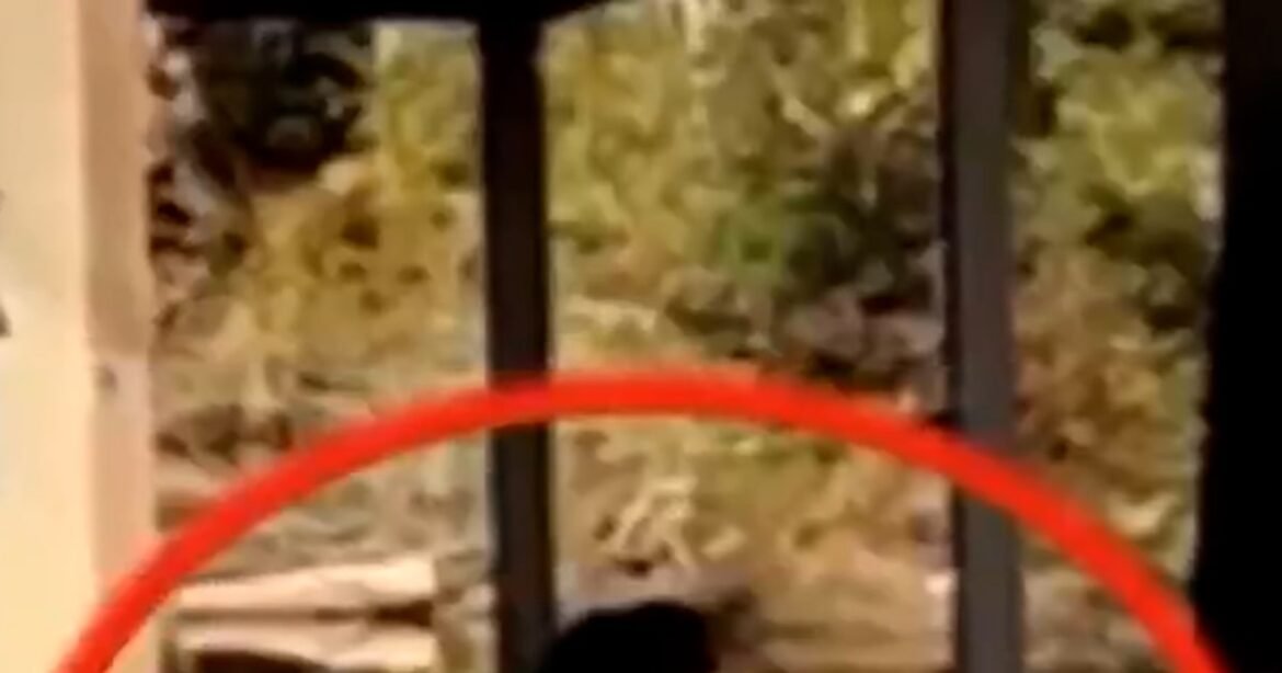 Final monkey captured after Mississippi crash