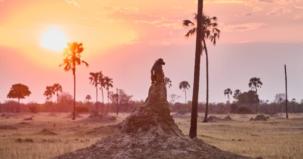 Les pays de l’UE se mettent d’accord sur des objectifs climatiques affaiblis – POLITICO
