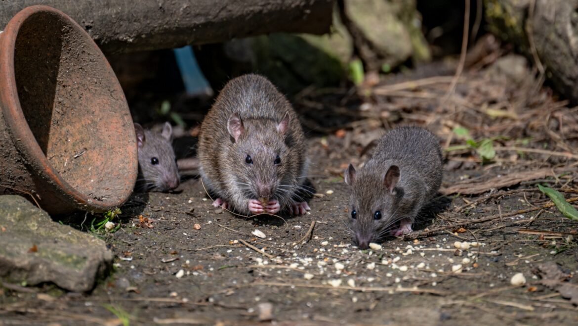 One city tries to reduce its rodents : NPR