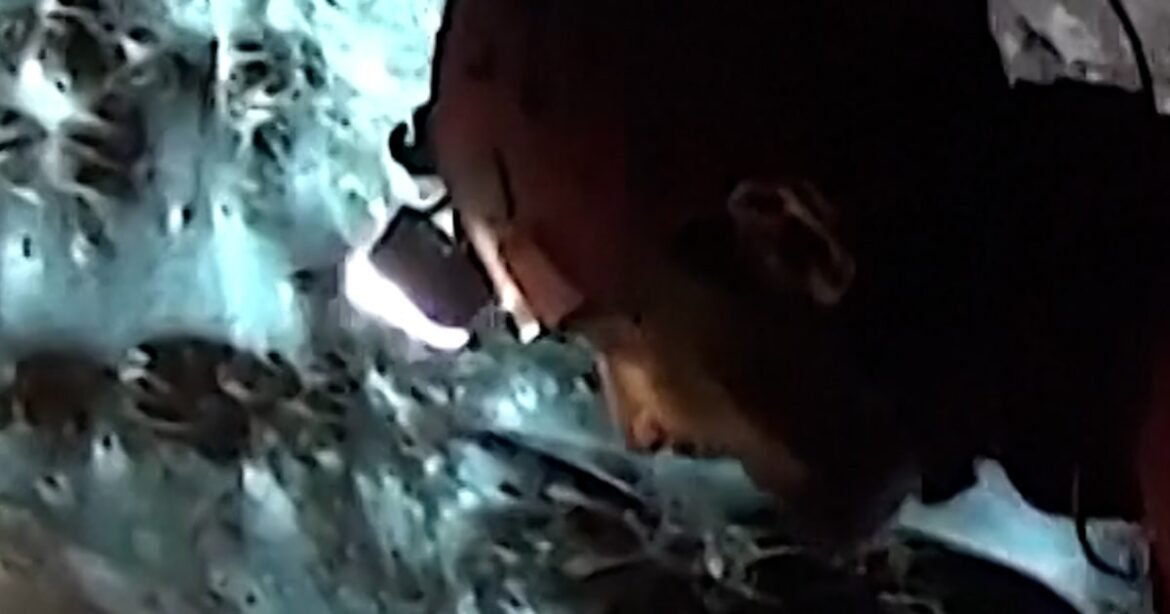 Researchers find massive spider web in cave