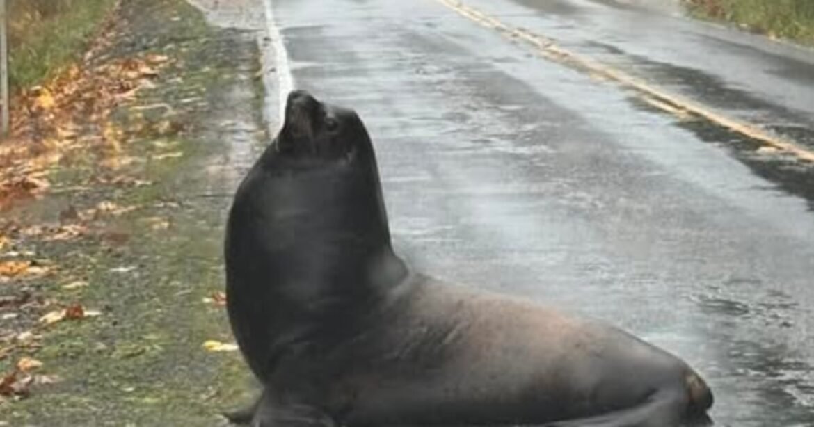 Sea lion spotted crossing highway near Pacific coast