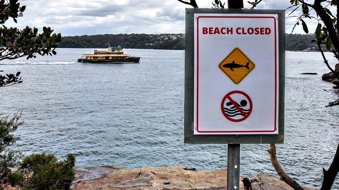 12-year-old boy fighting for life after Sydney Harbor shark attack