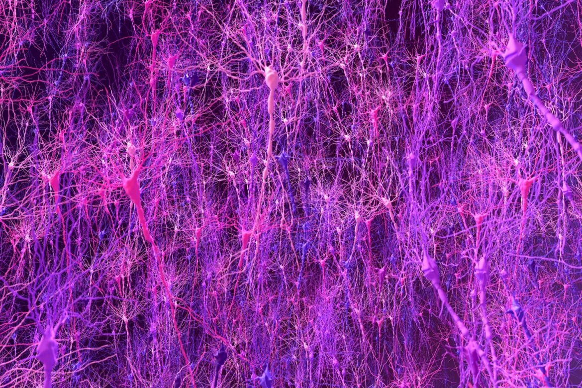Biology-based brain model matches animals in learning, enables new discovery | MIT News