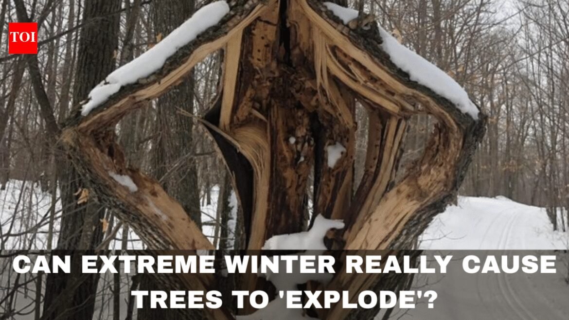 Can extreme winter really cause trees to 'explode'? The science behind the viral phenomenon |
