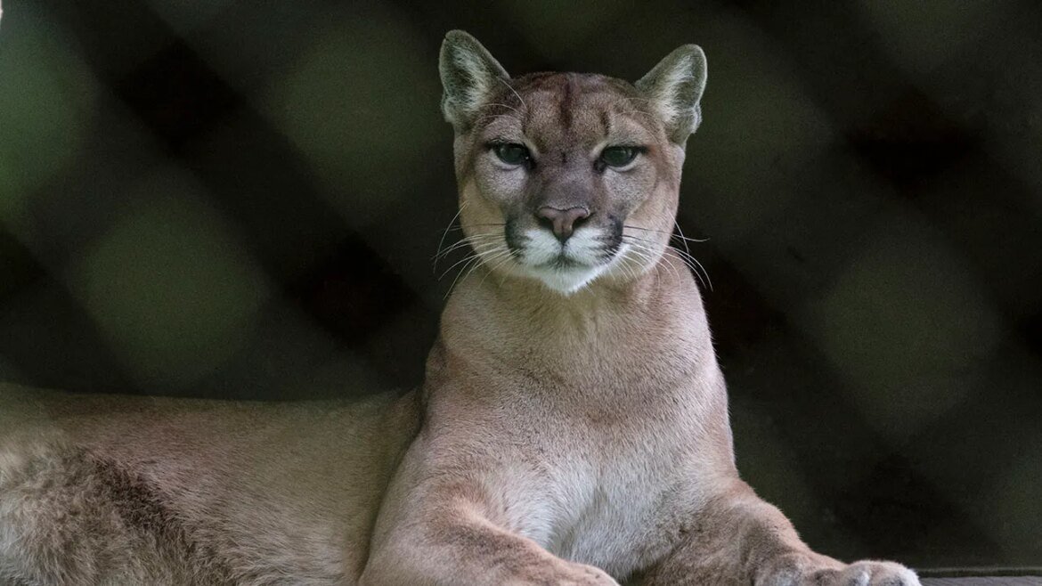 Fatal suspected mountain lion attack happened weeks after another encounter