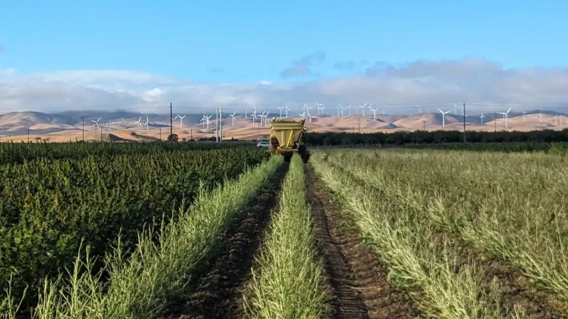Image of a California hemp field