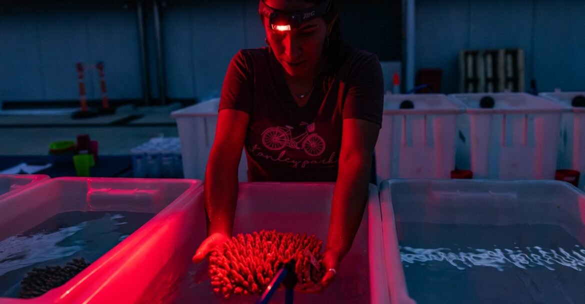 Great Barrier Reef and climate change: See the largest effort to save Australia’s gem