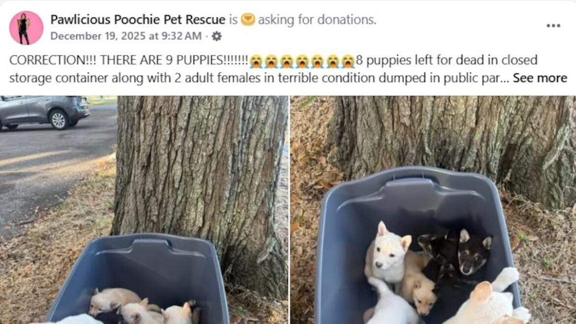 Largo police arrest couple after 9 puppies and 2 adult dogs abandoned in park