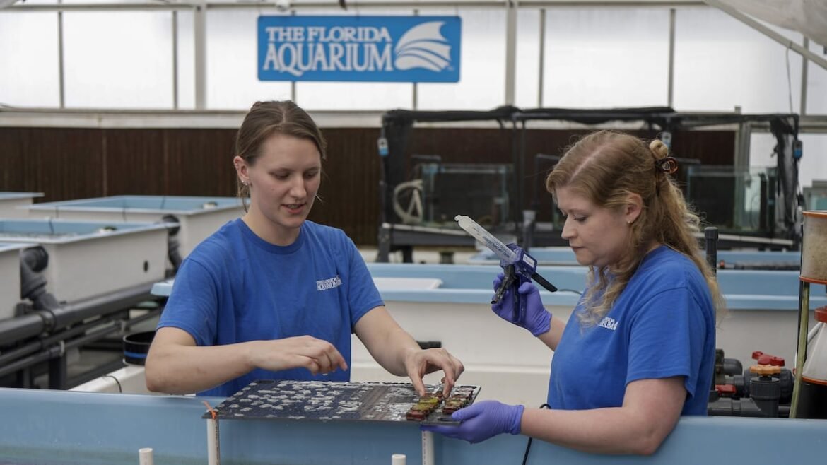 Reef restoration plans transfer of 9,000 baby corals