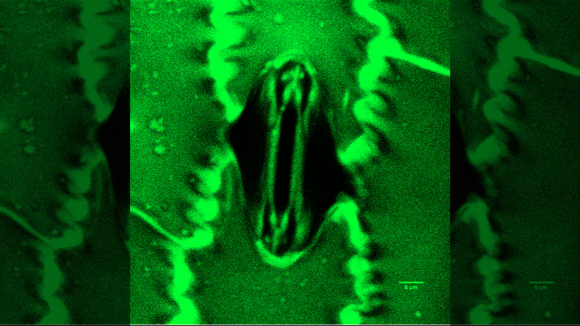 Microscope image of a stomata cell of a plant.