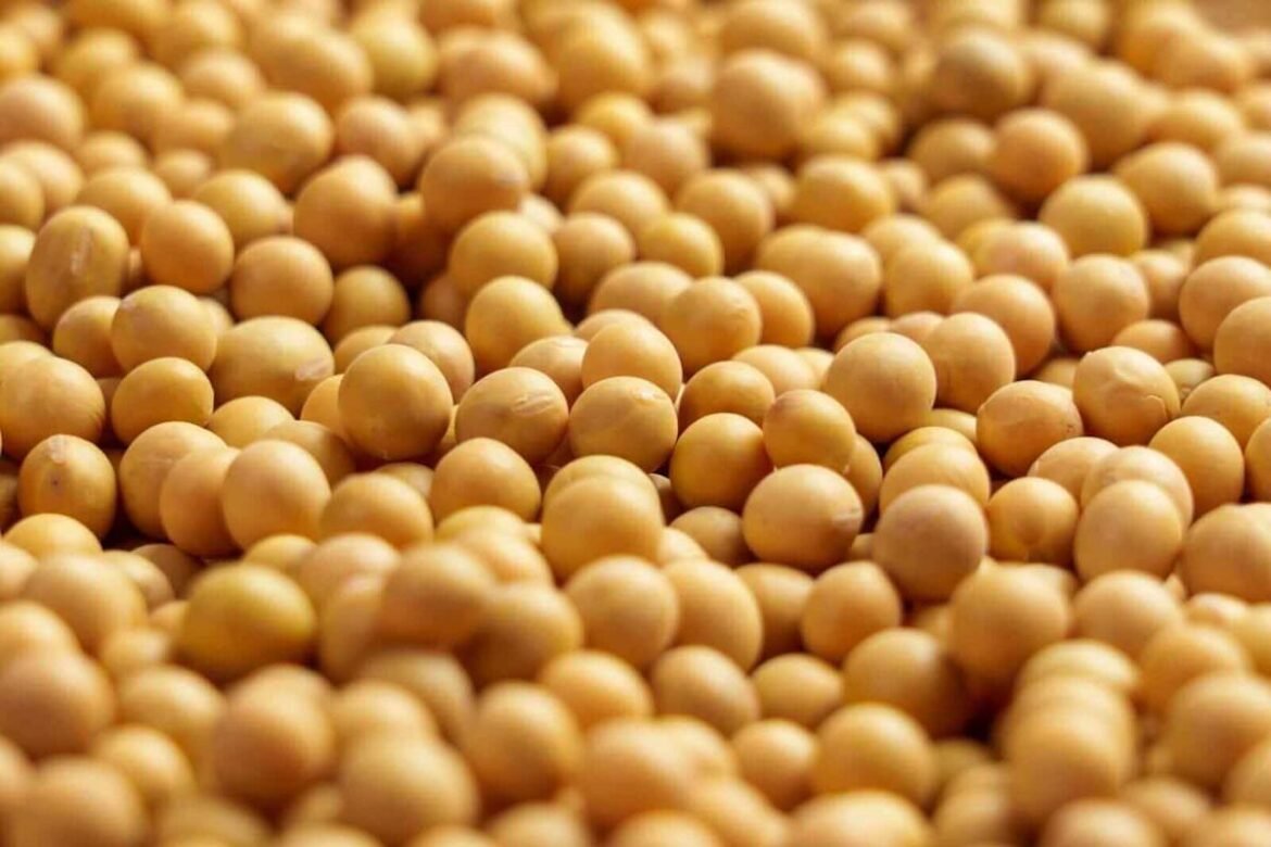Soybeans Hold Gains into the Close on Bean Oil Strength