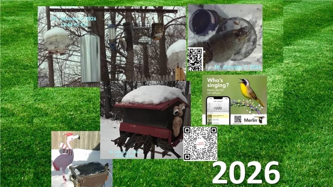 Started 01.01.2026 Live, Astonishing Bird Actors On Camera