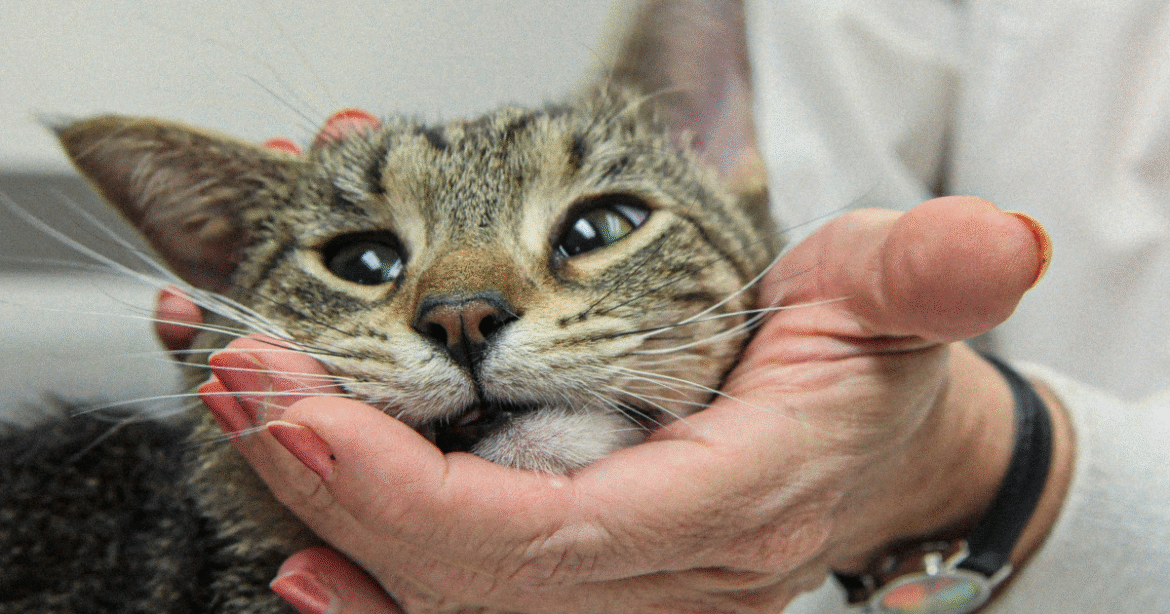 The Black Market for a Lifesaving Cat Drug – Mother Jones