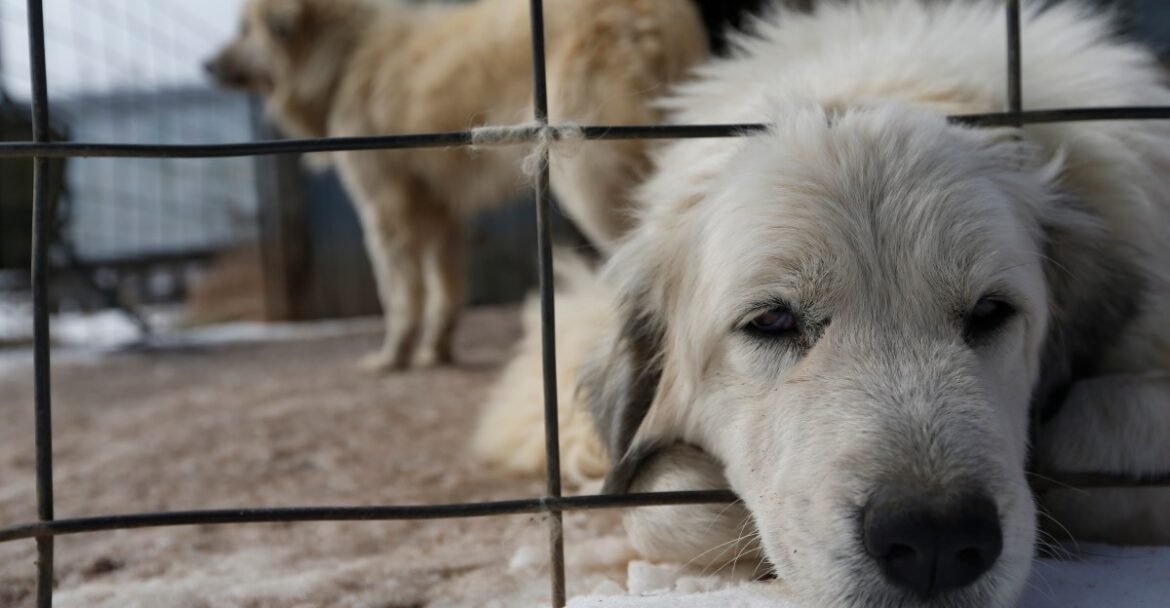 Trump has promised to help animals and crack down on puppy mills, dog fighting, and animal experimentation. Will it follow through?