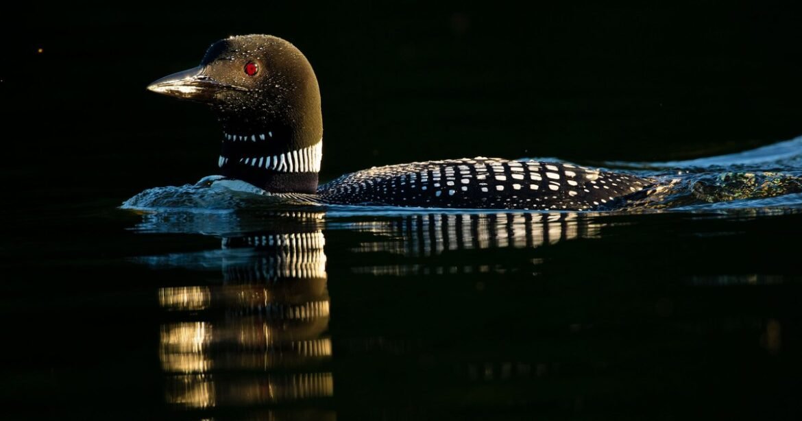 We Know What’s Killing Loons and How to Stop It. So Why Are They Still Dying? – Mother Jones