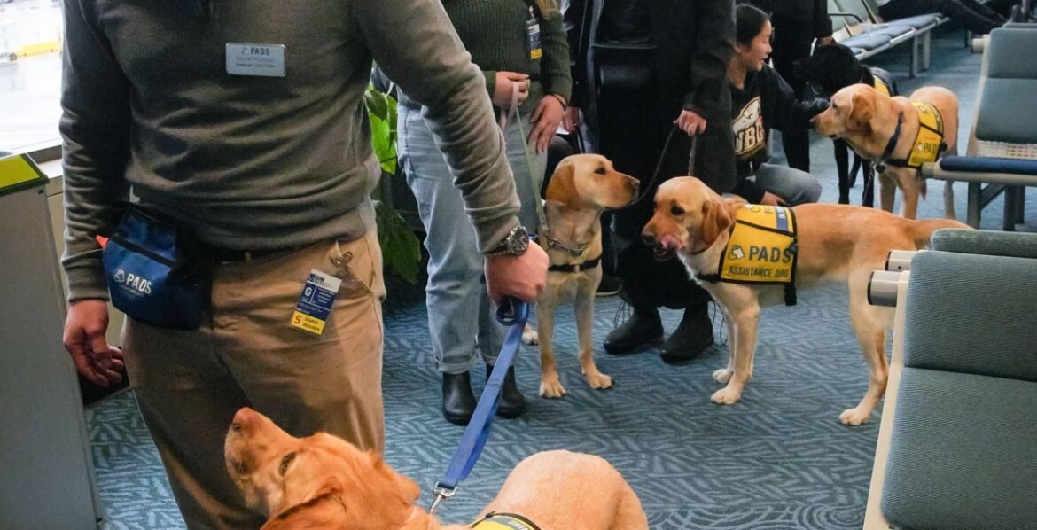 Why are there so many fake service dogs?