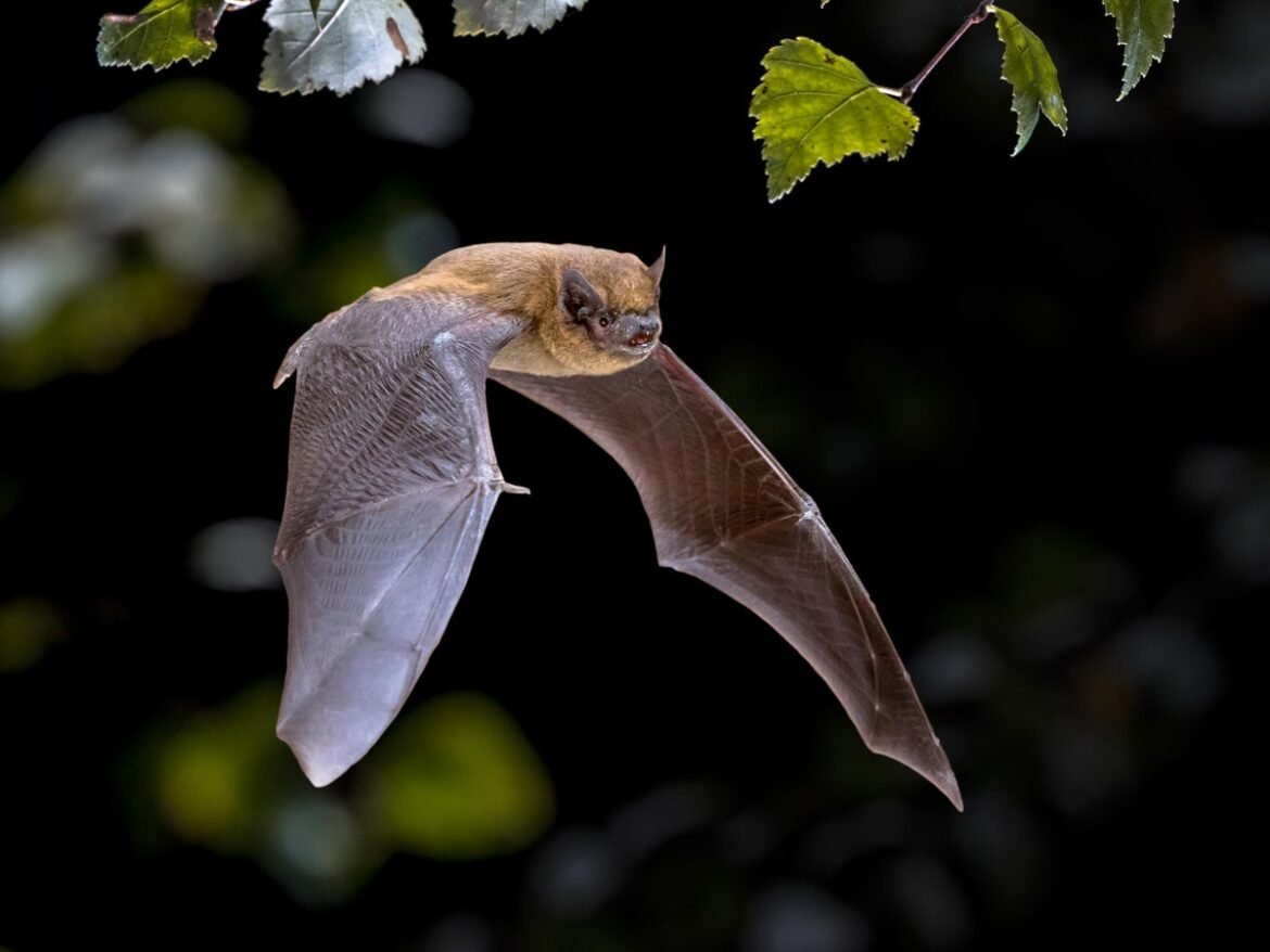 ‘Bat accelerator’ unlocks new clues to how these animals navigate