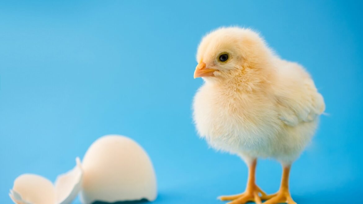 Baby chicks link certain sounds with shapes, just like humans do : NPR