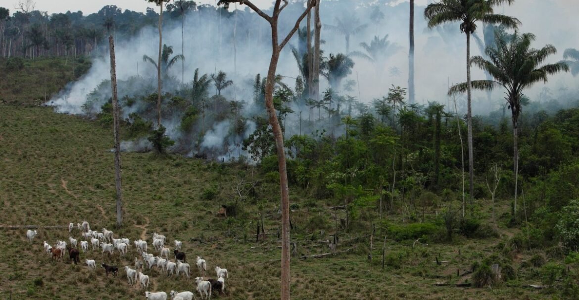 Beef, oil palm, and soy are killing forests in Brazil and the tropics