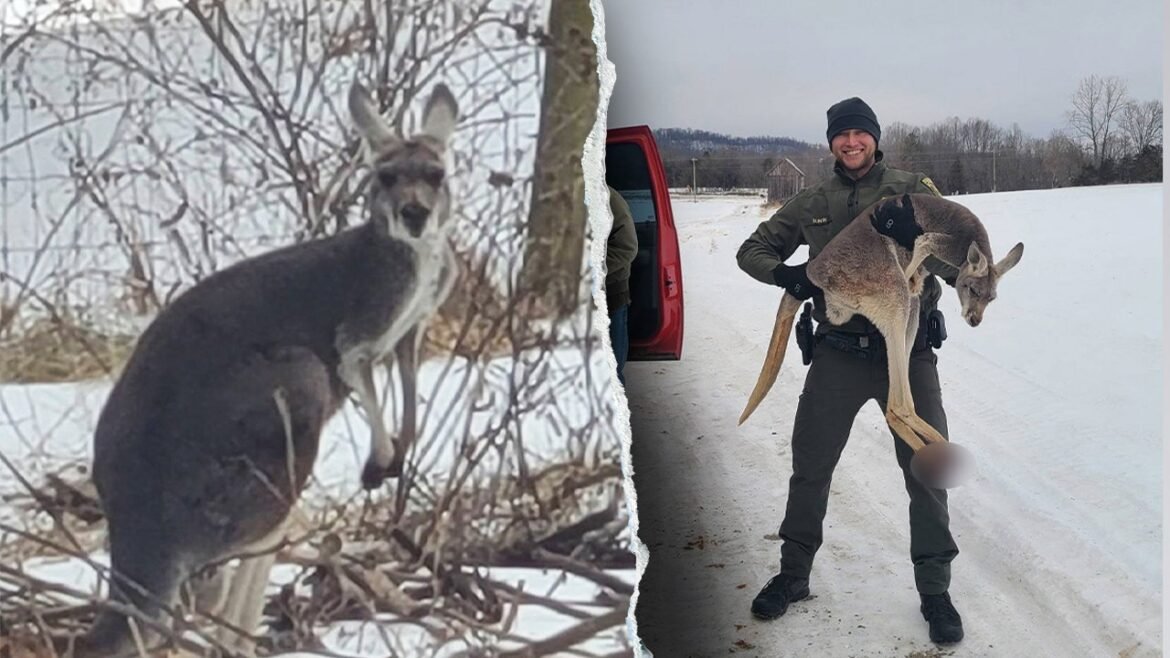 Escaped kangaroo stops traffic on Virginia highway before rescue