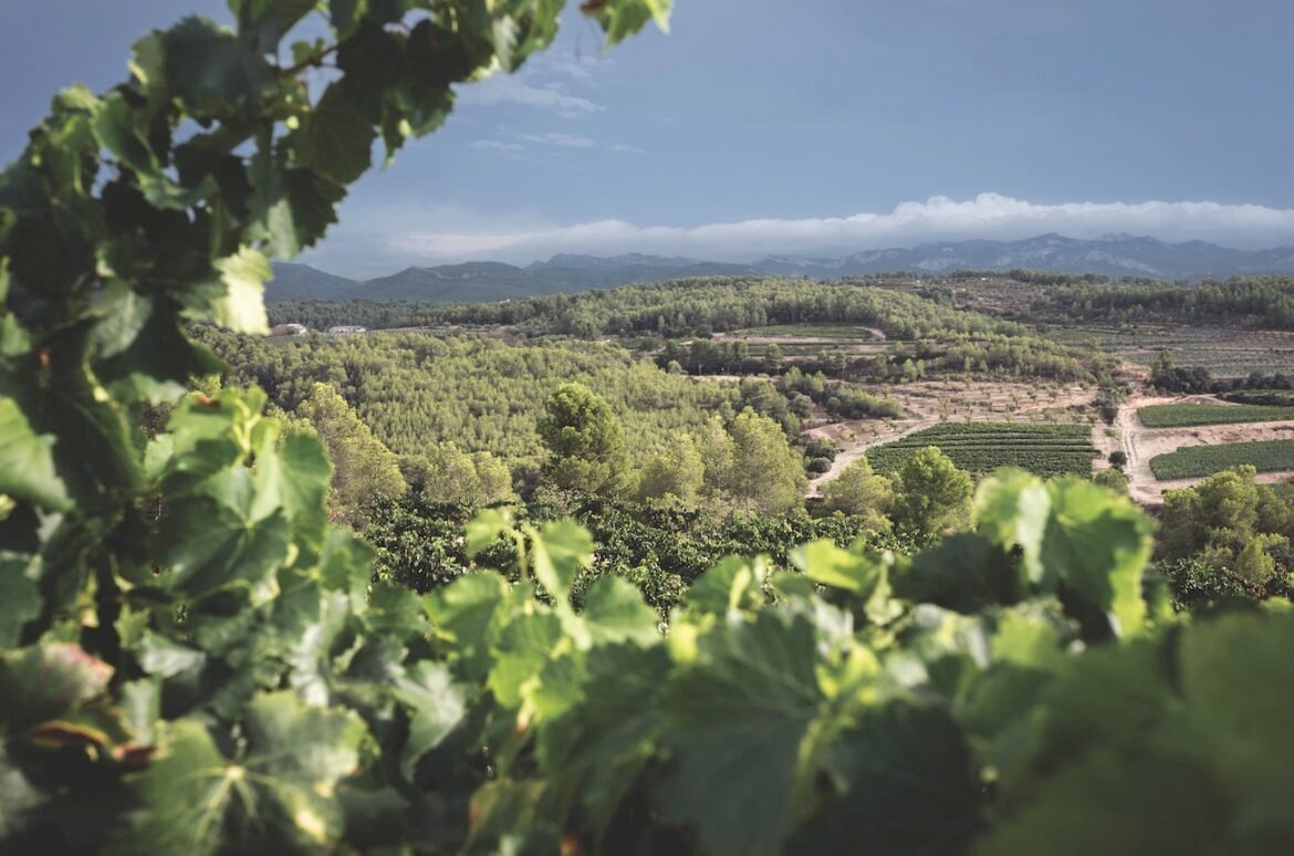 Four small Spanish wine regions with famous next-door neighbours