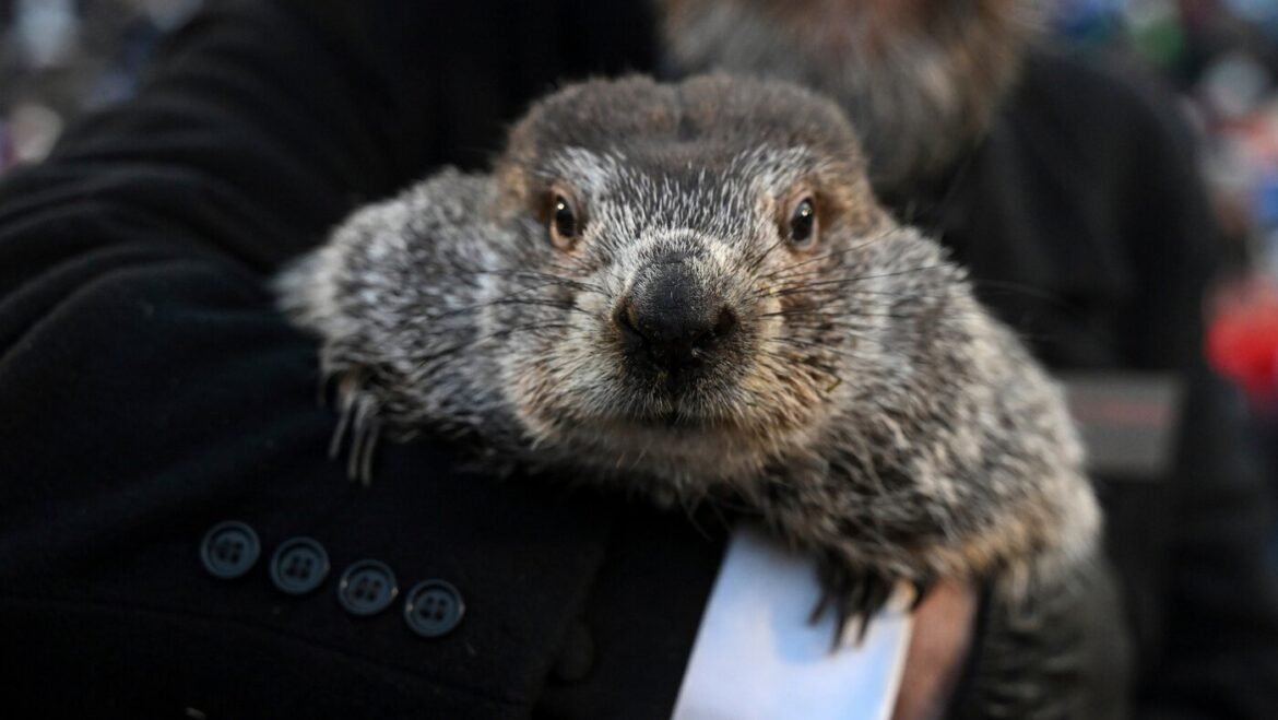 Groundhog Day puts Punxsutawney Phil's forecast about winter's length in the spotlight : NPR