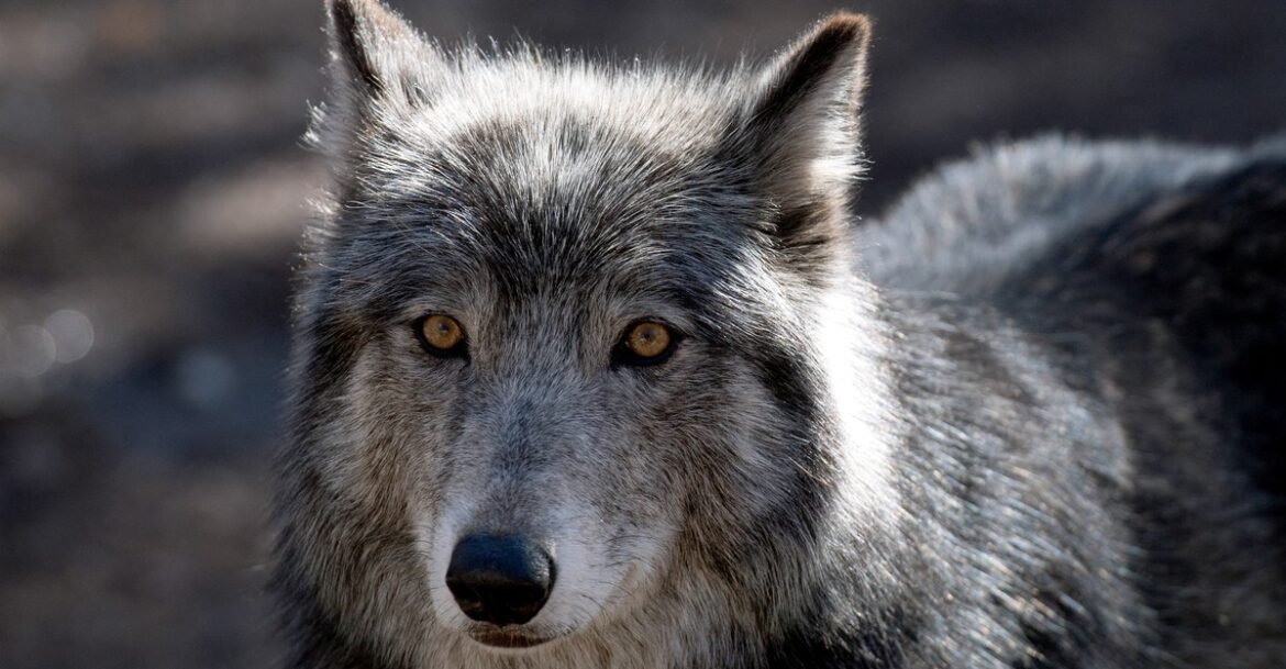 How Many Wolves Is Enough?