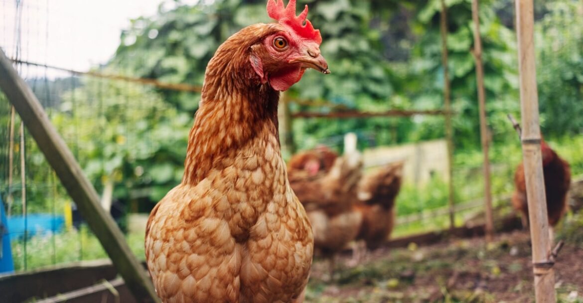 How “chicken banana” explains Gen Alpha culture