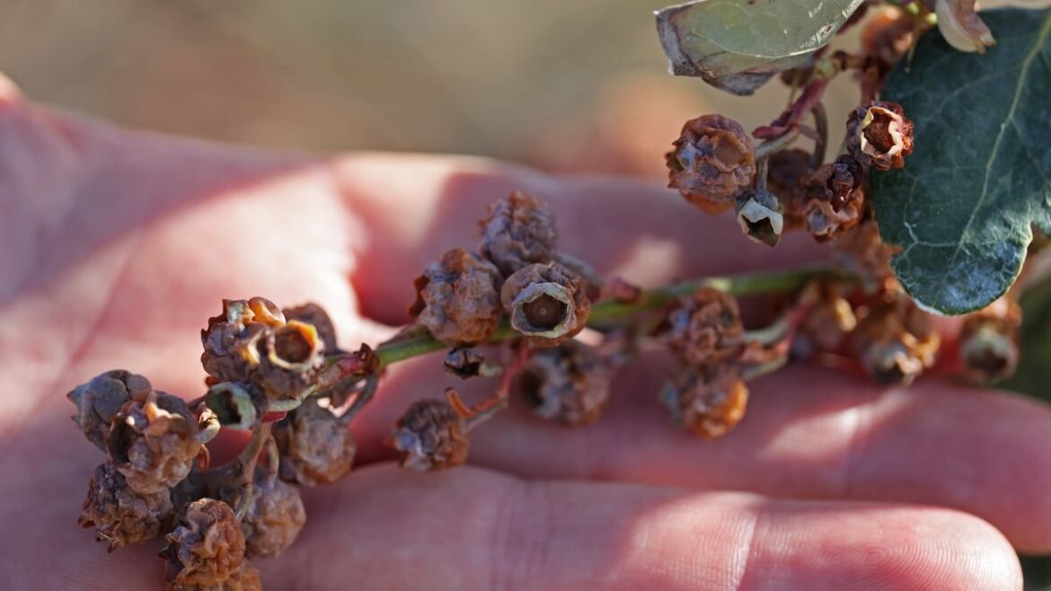 How much damage did recent cold snap cause Florida crops? Maybe $1 billion
