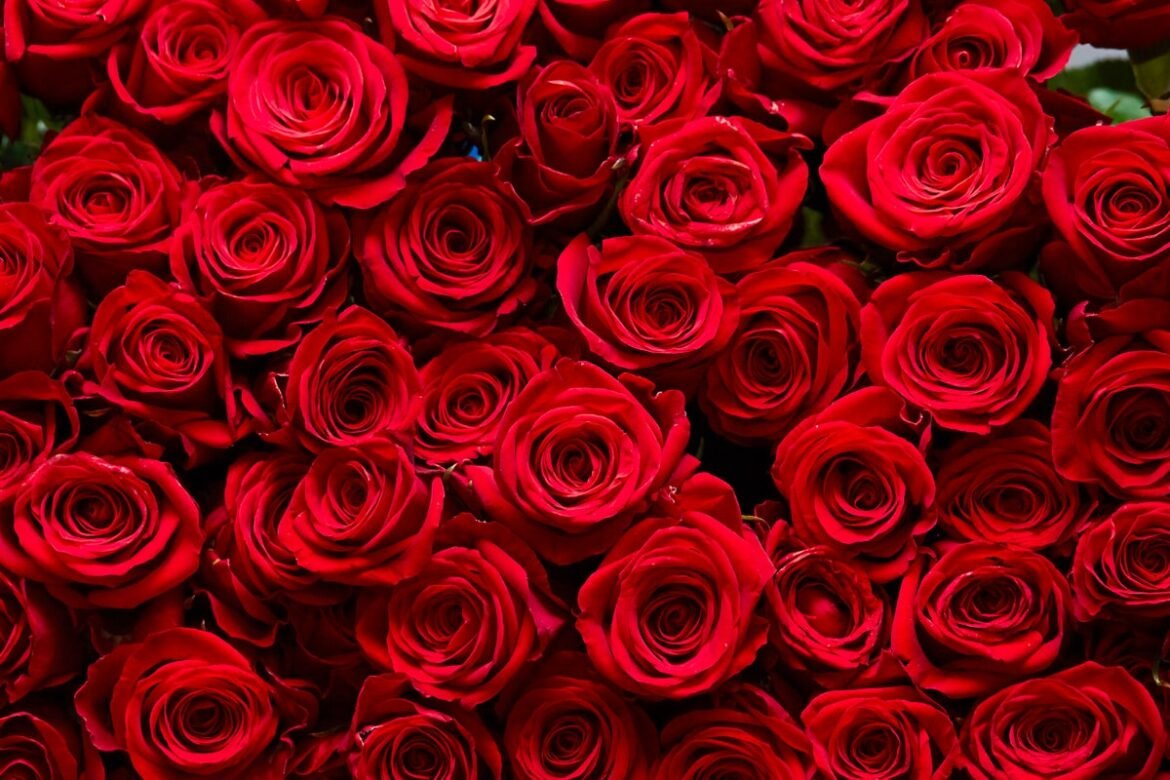 How roses evolved to become the flower of Valentine’s Day