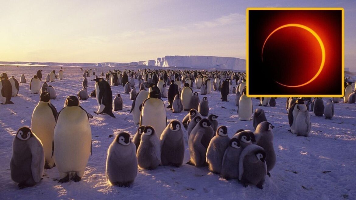 A penguin colony of chicks and adults waddle on a snowy surface with a boxout in the top right of the image showing a solar eclipse, a ring of glowing yellow light against a dark background