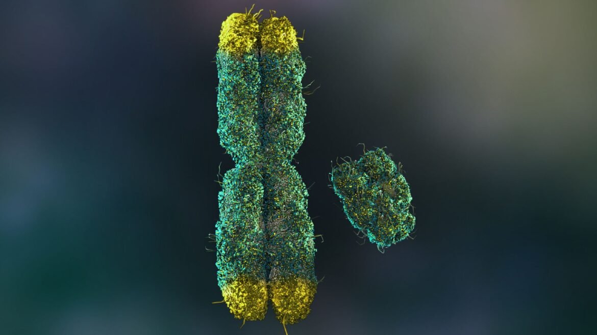A 3D illustration of two chromosomes, with the larger X chromosome on the left with its four ends dipped in yellow to show the telomeres, while the shorter Y chromosome is to the right. 