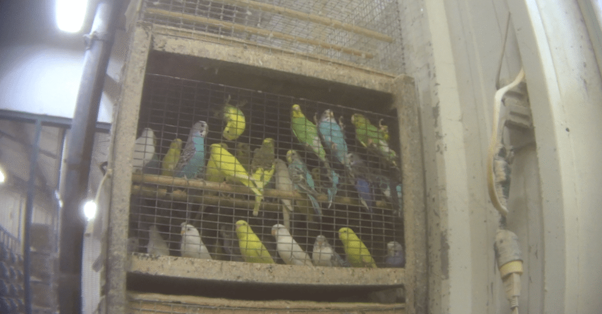 Many of America’s pet parrots and parakeets come from factory-style “bird mills,” new investigation finds