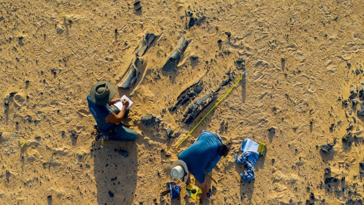 New Spinosaurus species had a massive head crest : NPR