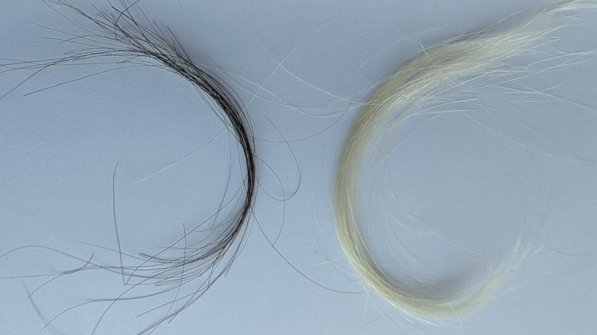 two locks of human hair against a light colored background
