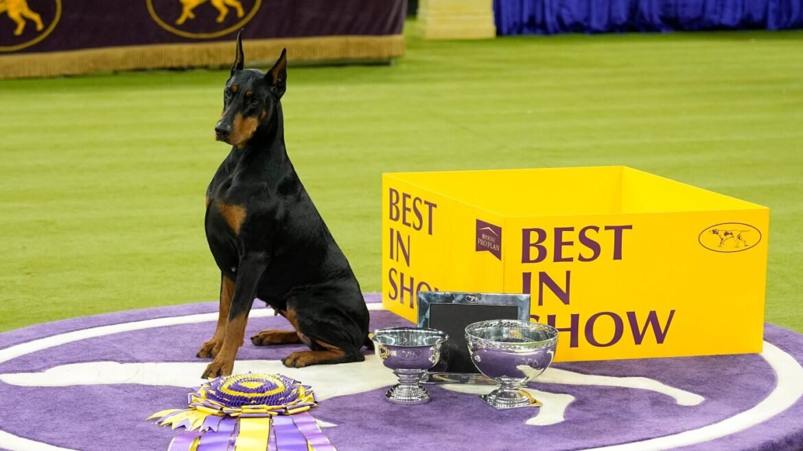Scenes from the 150th Westminster Dog Show : The Picture Show : NPR