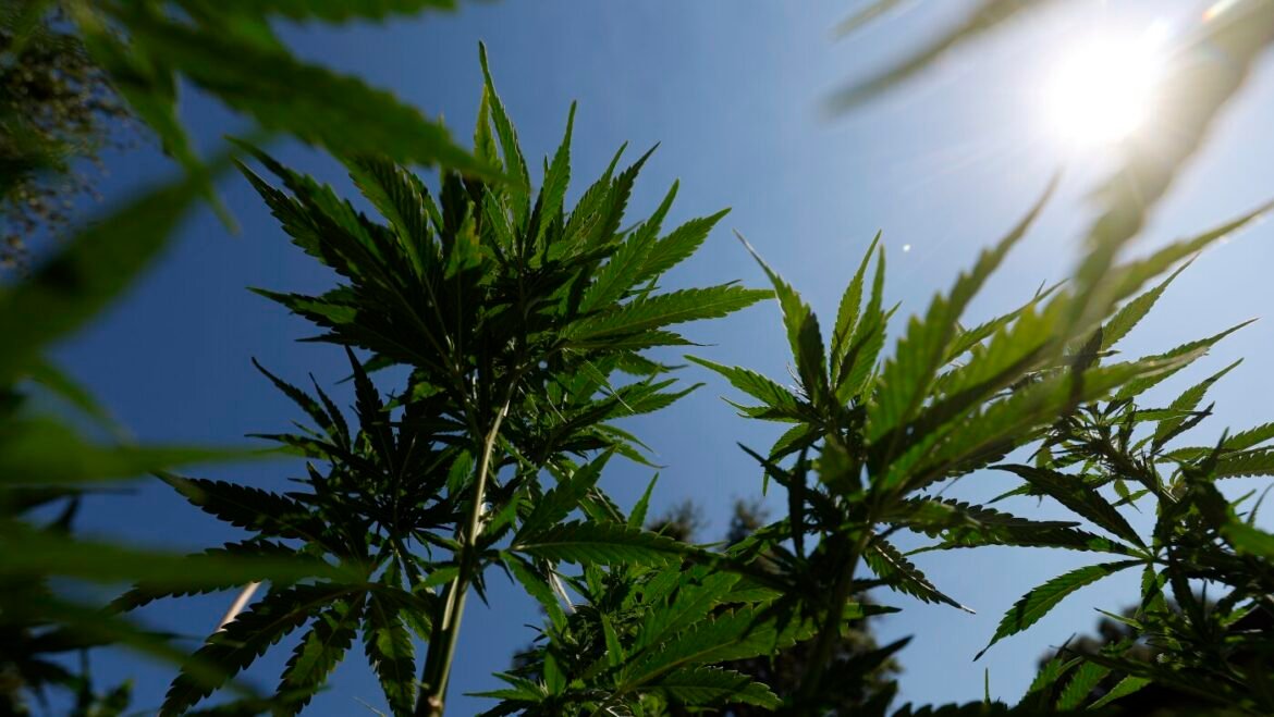 Teen cannabis use linked to psychosis and bipolar disorders in study : NPR