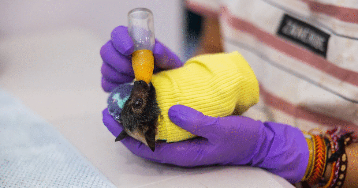 The Adorable Patients of This Special Bat Hospital Will Warm Your Heart – Mother Jones