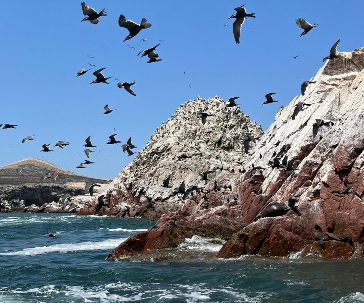 This ancient South American kingdom ran on bird poop