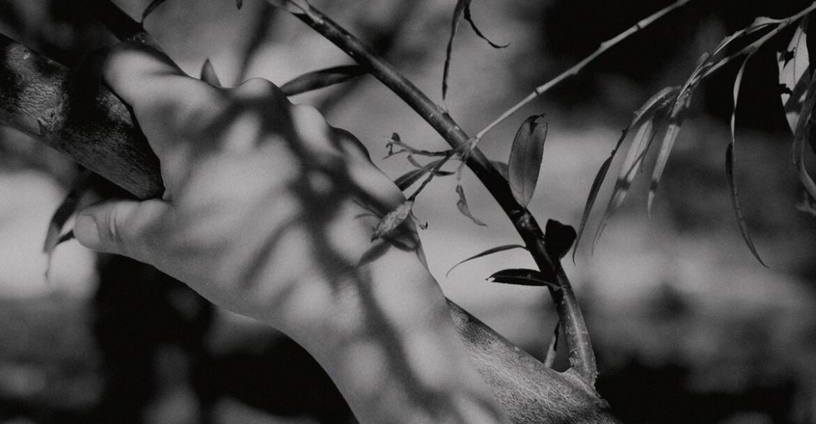 Two Portraits of My Father in a Tree