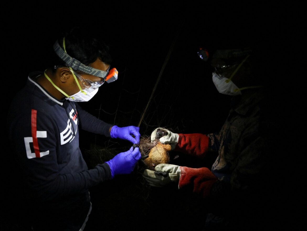 WHO says fatal case of Nipah virus confirmed in Bangladesh | World Health Organization News