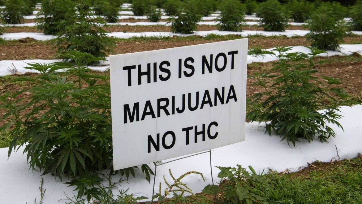 Why hemp and marijuana are regulated by different laws : NPR