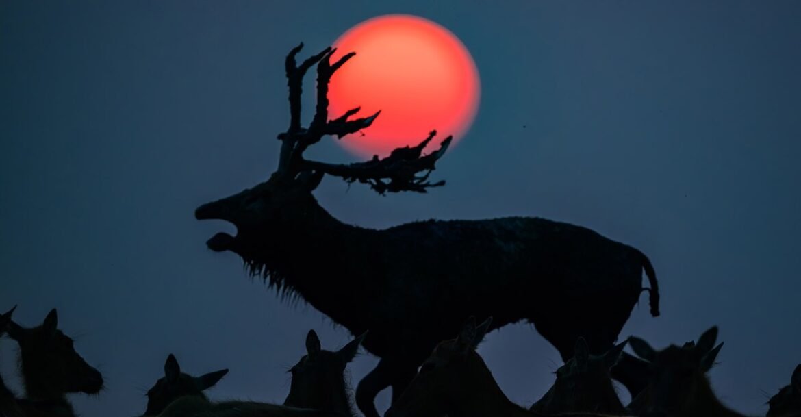 Winners of the 2026 Sony World Photography Awards Open Competition