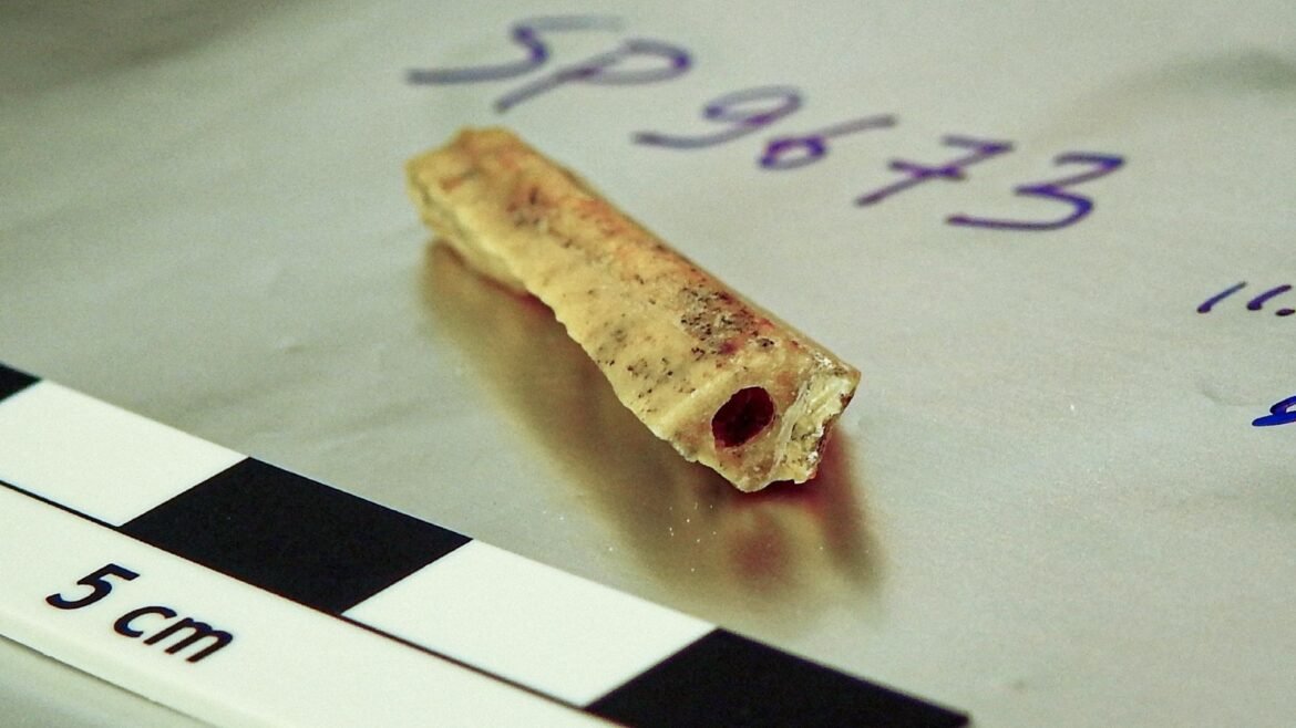 A close up of a small, cylindrical, yellowish bone with a hollow middle sitting on a shiny surface with a centimeter ruler next to it.