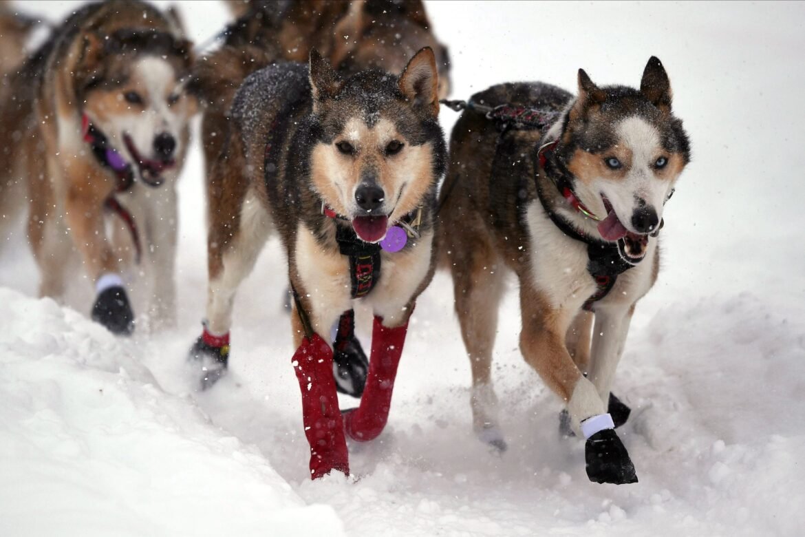 2026 Iditarod: Slightly warm temperatures, fresh...
