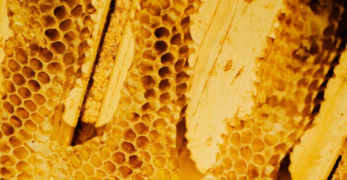 A Friend Gifts Me a Paper Bag of Honeycomb