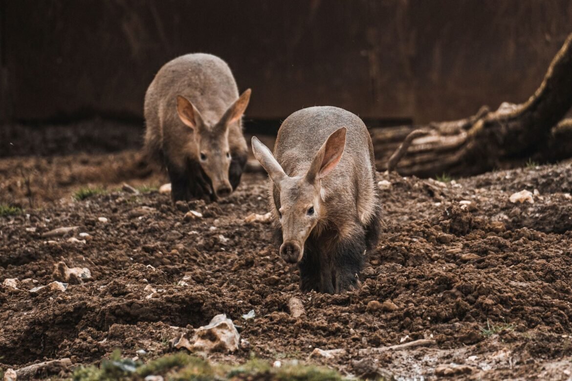 Aardvark halts obesity trials, putting entire pipeline on pause