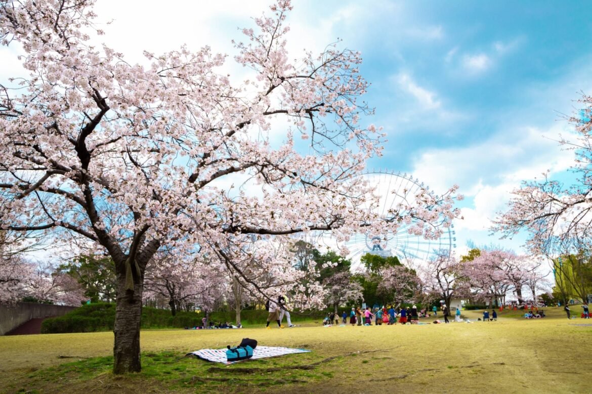 Average cherry blossom-viewing budget falls 13.8%